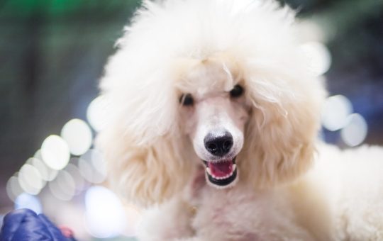 Solana eyes key level as Poodlana presale hits $1.4 million