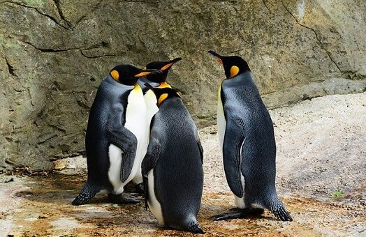 Abstract network launch triggers Pudgy Penguins (PENGU) price surge